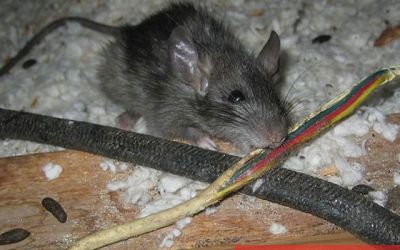 Nguyên nhân bếp từ bị rò điện và cách khắc phục